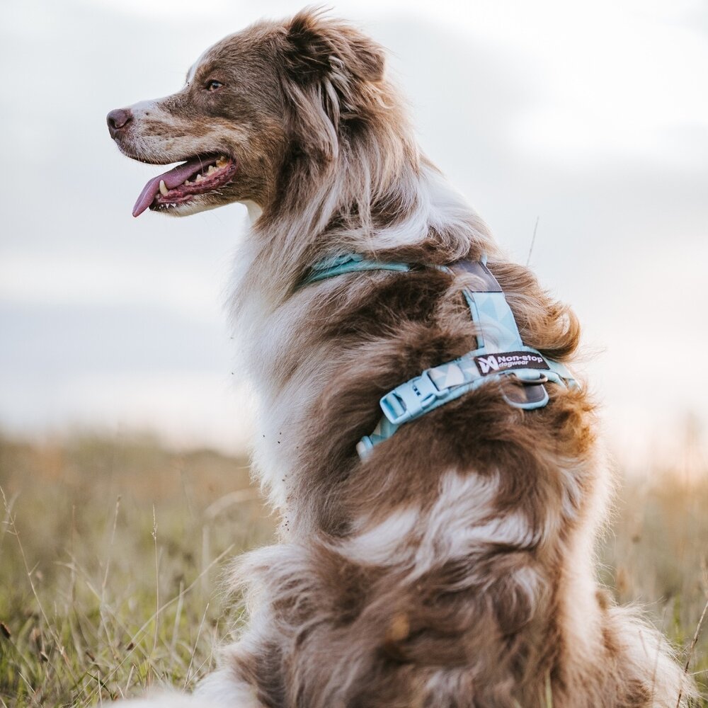 Non Stop Dogwear Non Stop Dogwear Trekking line harness CLIP'N™