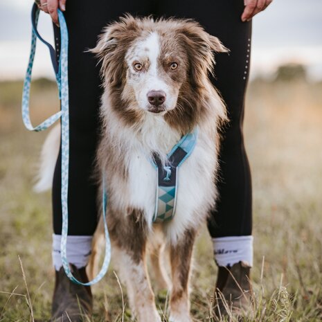 Non Stop Dogwear Non Stop Dogwear Trekking line harness CLIP'N™