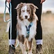 Non Stop Dogwear Non Stop Dogwear Trekking line harness CLIP'N™