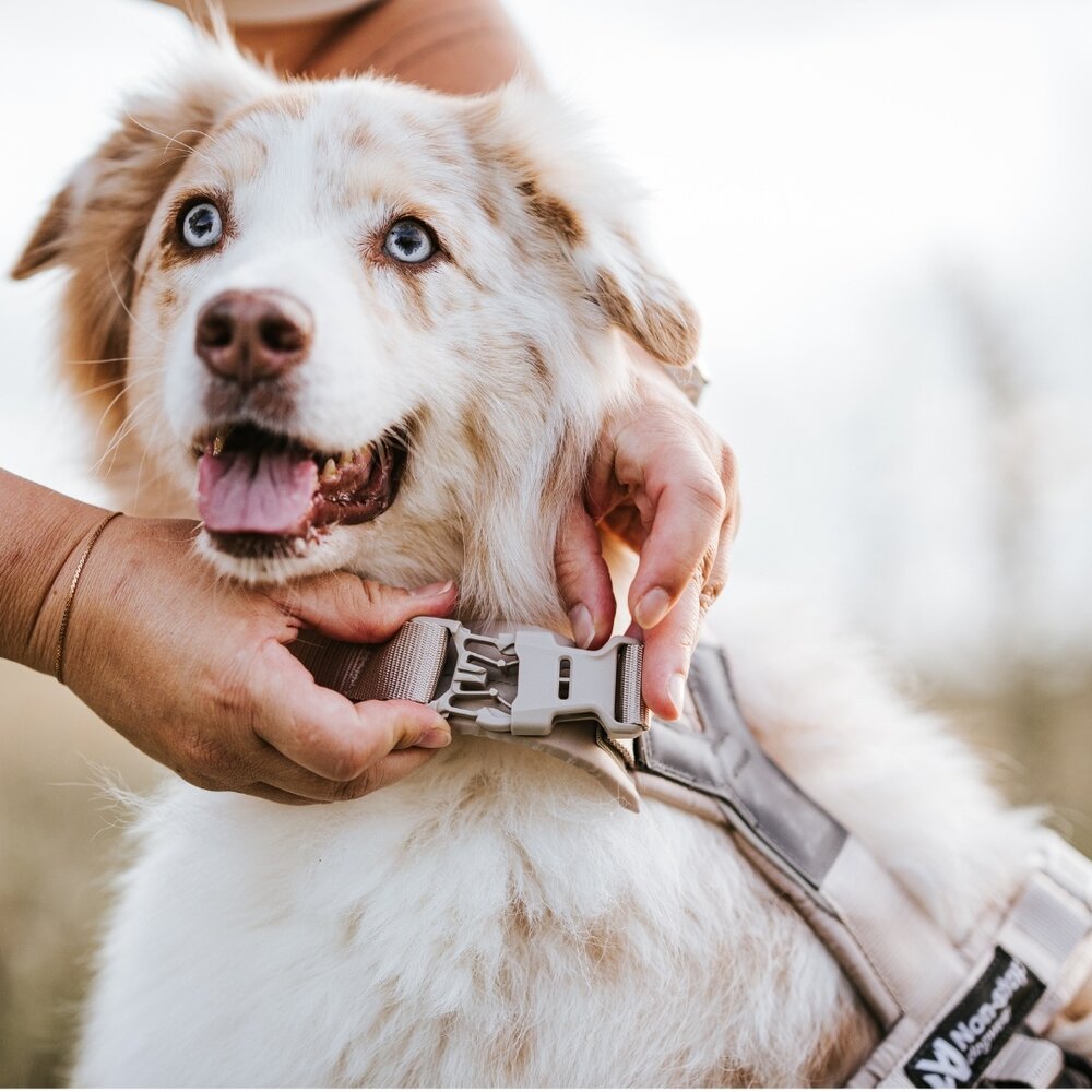 Non Stop Dogwear Non Stop Dogwear Trekking line harness CLIP'N™