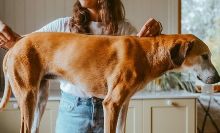 Hond opmeten voor een jas: zo bepaal je de juiste maat