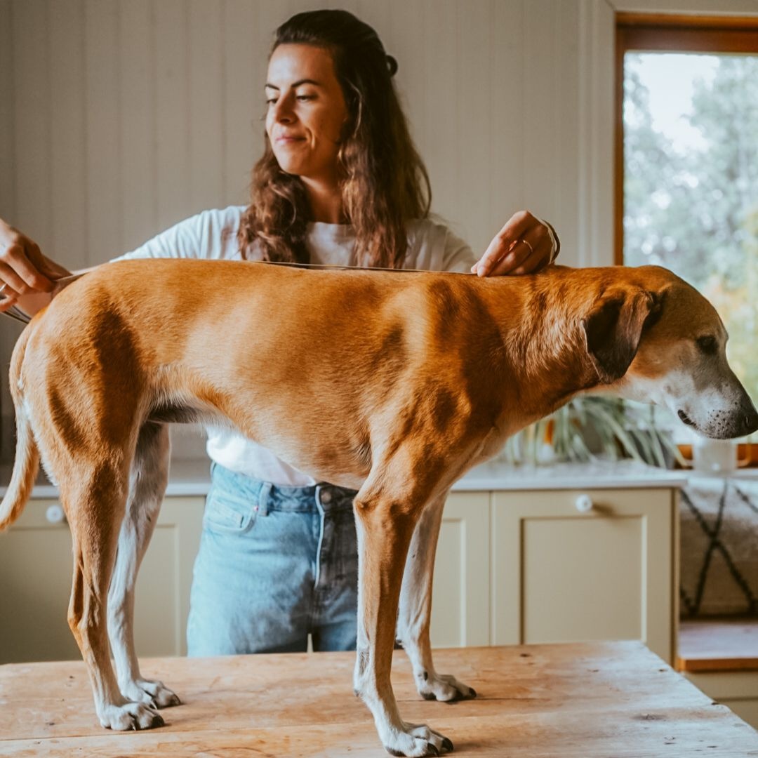 Hond opmeten voor een jas: zo bepaal je de juiste maat Hond opmeten voor een jas: zo bepaal je de juiste maat