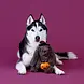 Petshop by Fringe studio Fringe Hocus Pocus Hare Plush Petshop by Fringe studio Fringe Hocus Pocus Hare Plush