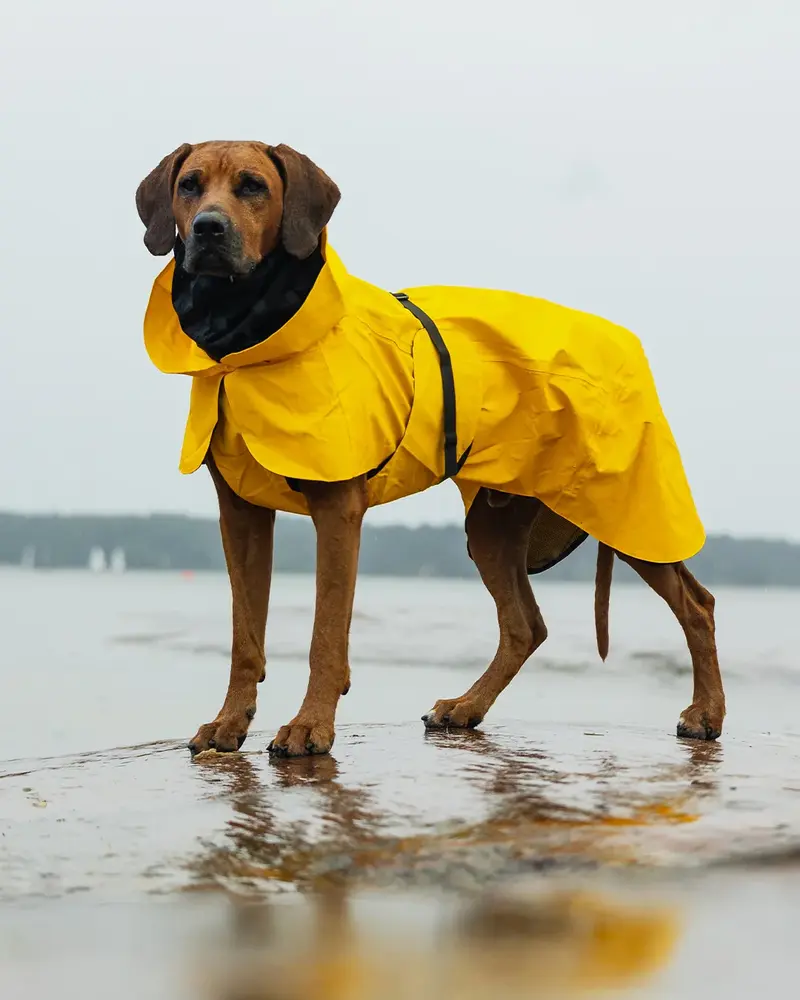 Paikka Paikka Visibility Raincoat Yellow Hondenjas