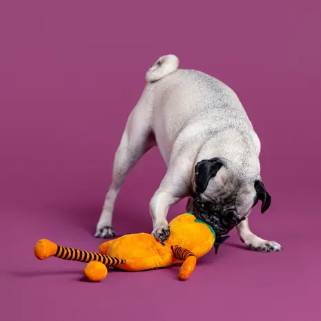 Petshop by Fringe studio Fringe Harvest Cutie Plush Dog Toy Petshop by Fringe studio Fringe Harvest Cutie Plush Dog Toy