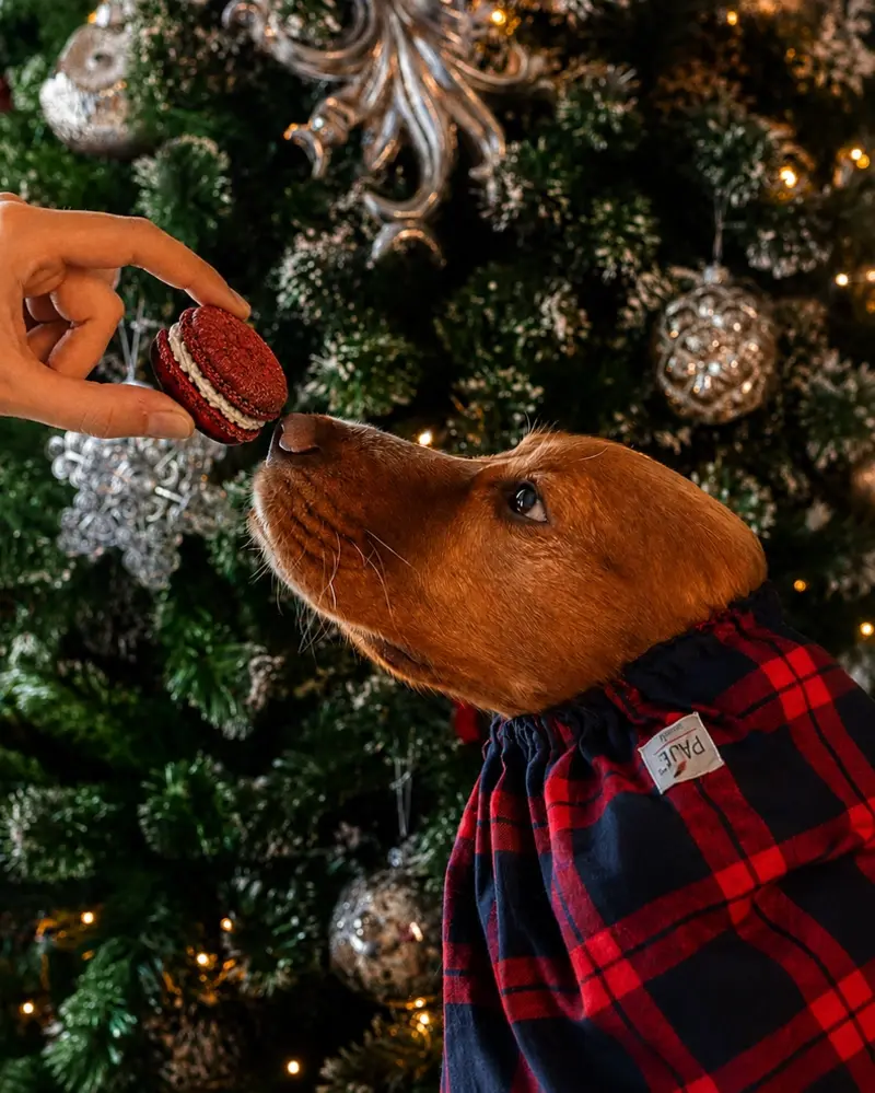 Cooka's Cookies Cooka's Cookies Kerst Doggie Macarons