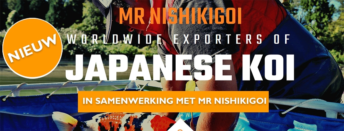 Koi Import mr nishikigoi