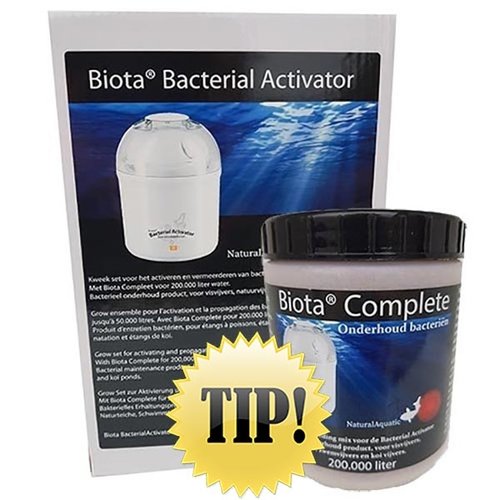 Bacterial Biota