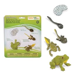 Safari Ltd life cycle of a frog