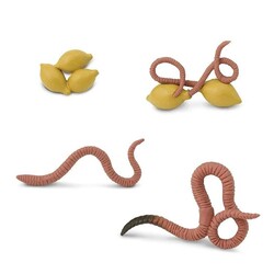 Safari Ltd life cycle of a worm