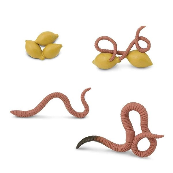 Safari Ltd life cycle of a worm | Little Thingz