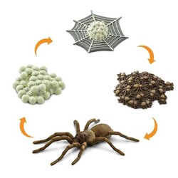 Safari Ltd life cycle of a spider