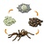 Safari Ltd Safari Ltd life cycle of a spider