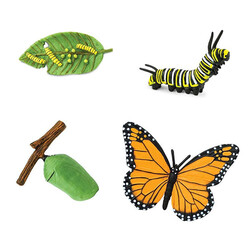 Cycle de vie du papillon monarque Safari Ltd