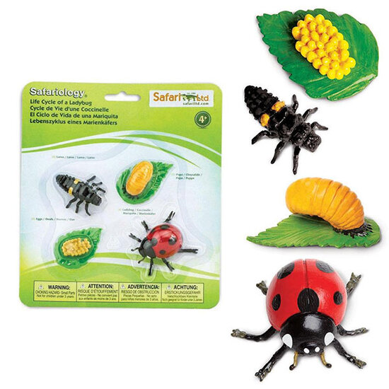 Safari Ltd Safari Ltd life cycle of a ladybug