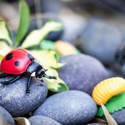 Safari Ltd life cycle of a ladybug