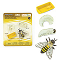 Safari Ltd Safari Ltd life cycle Honey Bee