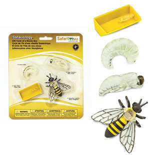 Safari Ltd life cycle Honey Bee