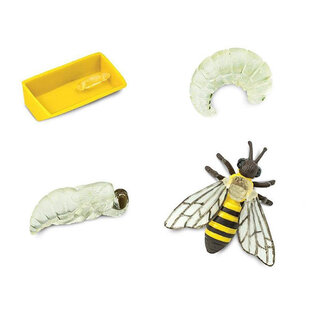 Safari Ltd life cycle Honey Bee