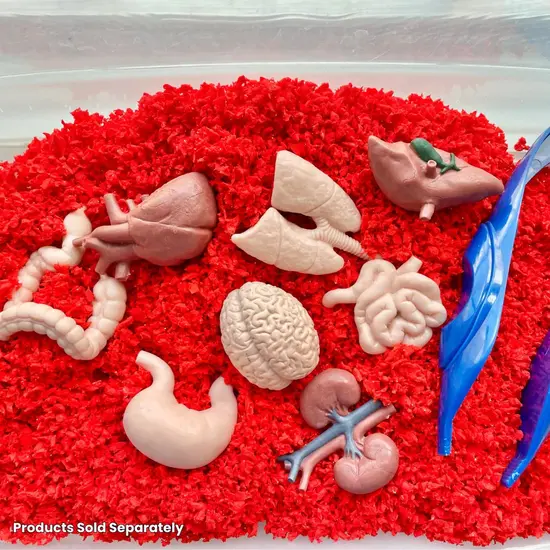 Safari Ltd Safari Ltd. | Speelfiguren Menselijke Organen