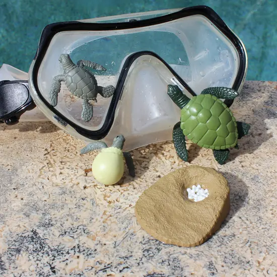 Safari Ltd Safari Ltd. | Cycle de vie d'une tortue verte