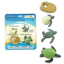 Safari Ltd. | Life Cycle of a Green Sea Turtle