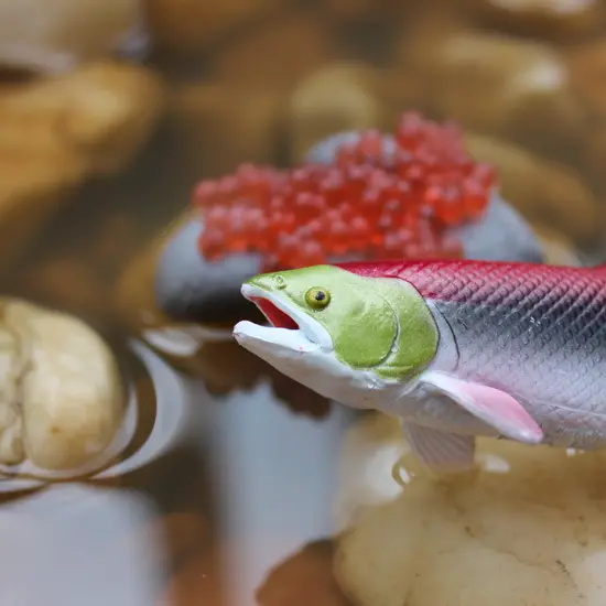 Safari Ltd Safari Ltd. | Levenscyclus Van Een Zalm