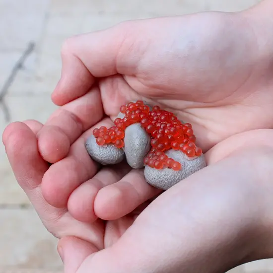 Safari Ltd Safari Ltd. | Life Cycle of a Salmon