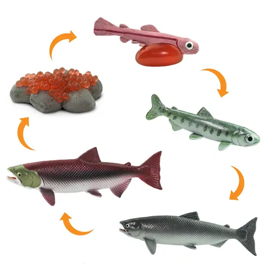 Safari Ltd Safari Ltd. | Life Cycle of a Salmon