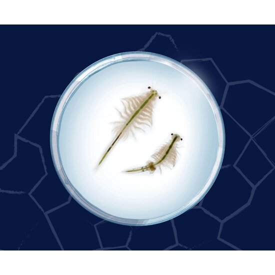 Kosmos Kosmos | Fun Science - Saltwater Creatures