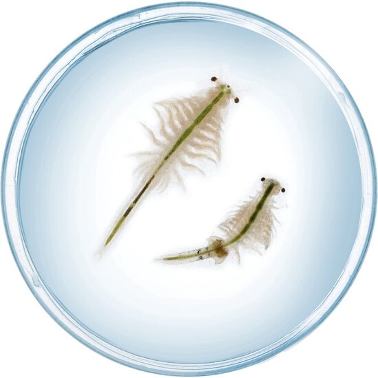 Kosmos Kosmos | Fun Science - Saltwater Creatures