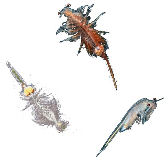 Kosmos Kosmos | Sea Dogs