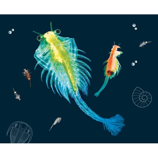 Kosmos Kosmos | Sea Dogs