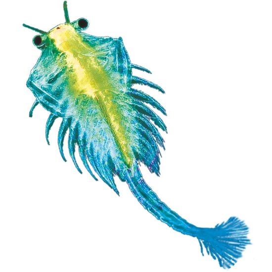 Kosmos Kosmos | Sea Dogs