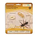 Safari Ltd Safari Ltd life cycle of an ant