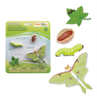 Safari Ltd life cycle of a moon butterfly
