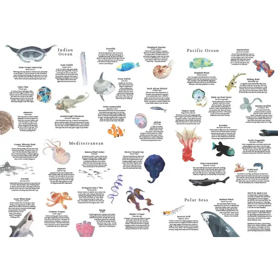 New Mags New Mags | Puzzle „Rund um die Welt in 50 Fischen“ 1000 Teile