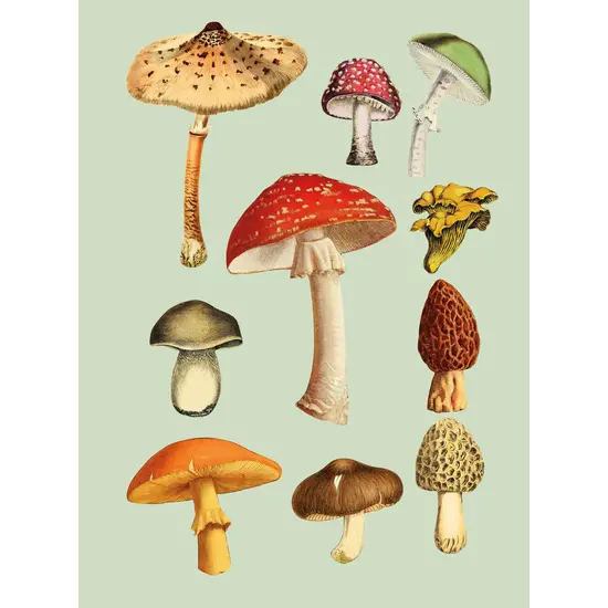 New Mags New Mags | The Antiquarian Sticker Book