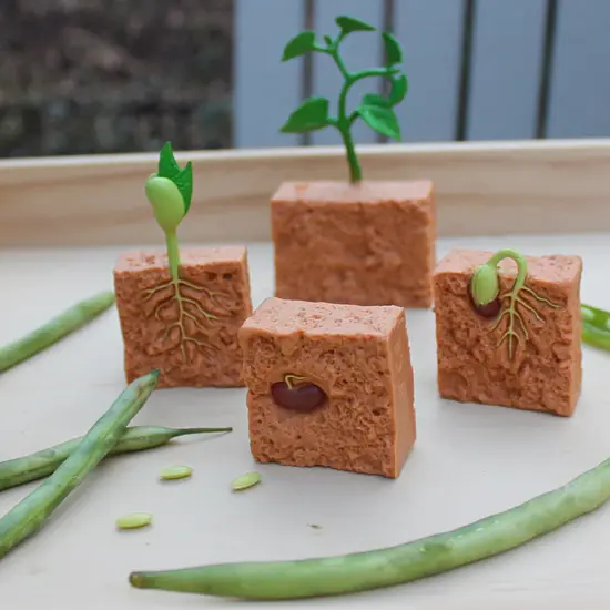 Safari Ltd Safari Ltd. | Cycle de vie d'un haricot vert