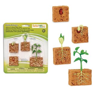 Safari Ltd. | Levenscyclus Van Een Sperzieboonplant