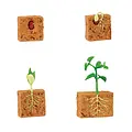 Safari Ltd Safari Ltd. | Levenscyclus Van Een Sperzieboonplant