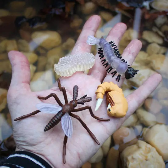 Safari Ltd Safari Ltd. | Le cycle de vie d'un moustique