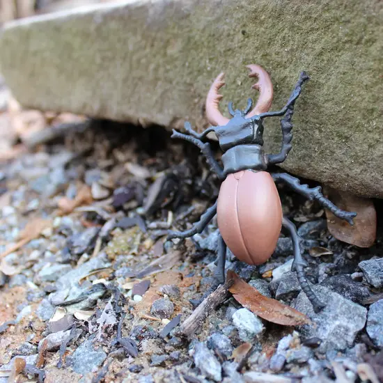 Safari Ltd Safari Ltd. | The Life Cycle of a Stag Beetle