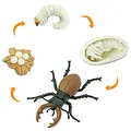 Safari Ltd Safari Ltd. | The Life Cycle of a Stag Beetle