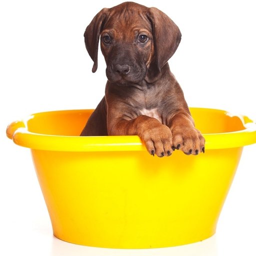 lamp Uitgebreid cruise Voedingstips voor honden - Puppy | Tips - Mijnhondenvoer.nl