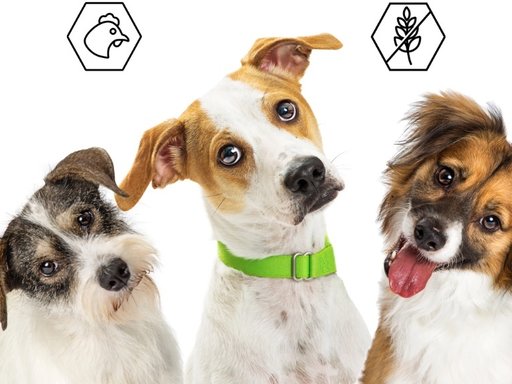 Granenvrij hondenvoer | Goed of slecht?