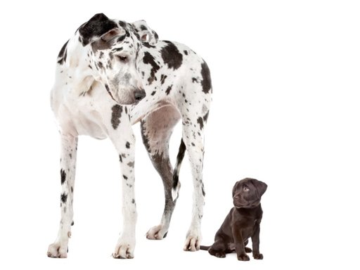 Puppybrokken | Wat is de beste keuze?