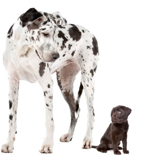 Outlook slijtage Betrokken Wat is het verschil tussen puppyvoer en hondenvoer voor volwassen honden? -  Mijnhondenvoer.nl