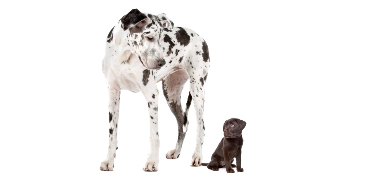 Monnik Geniet galblaas Wat is het verschil tussen puppyvoer en hondenvoer voor volwassen honden? -  Mijnhondenvoer.nl