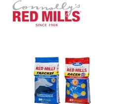 Red Mills greyhound